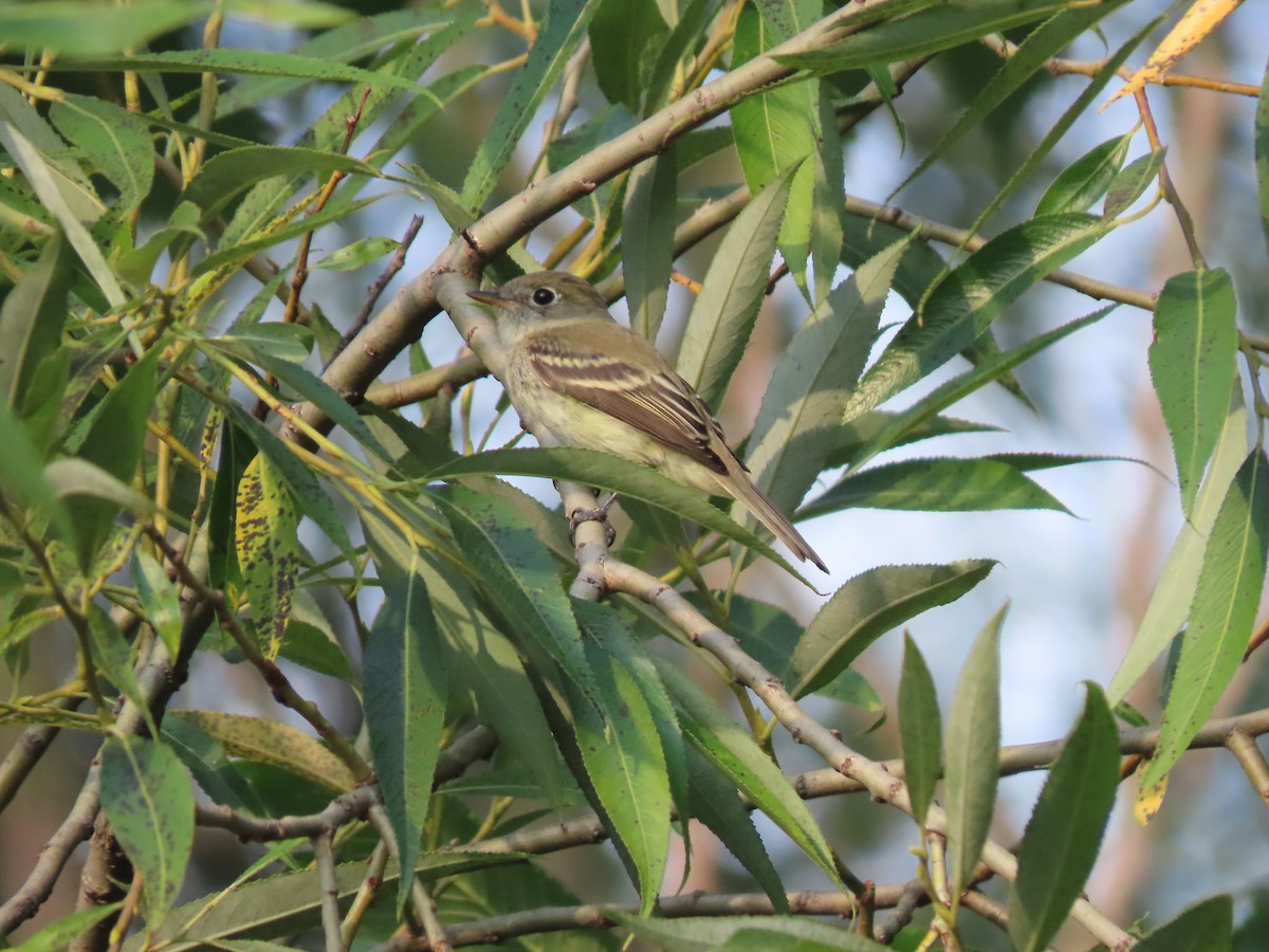 Least Flycatcher - ML605222551