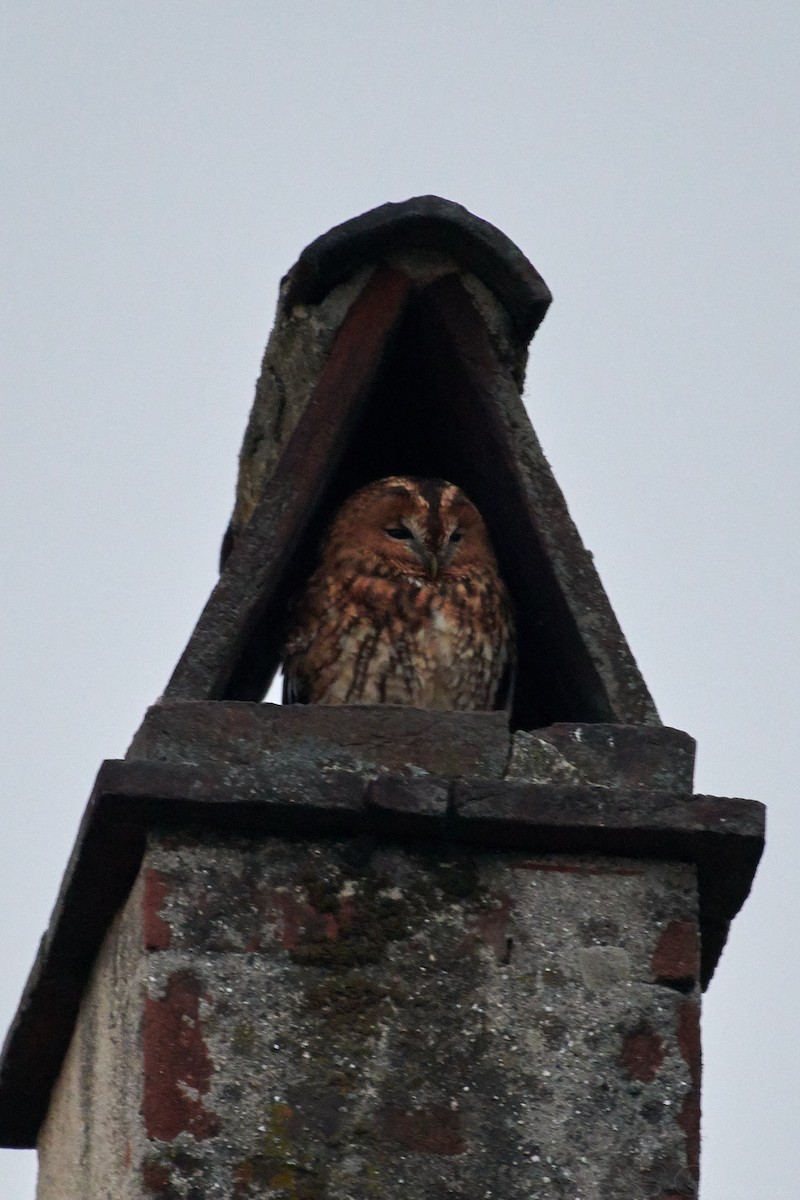 Tawny Owl - ML605222821
