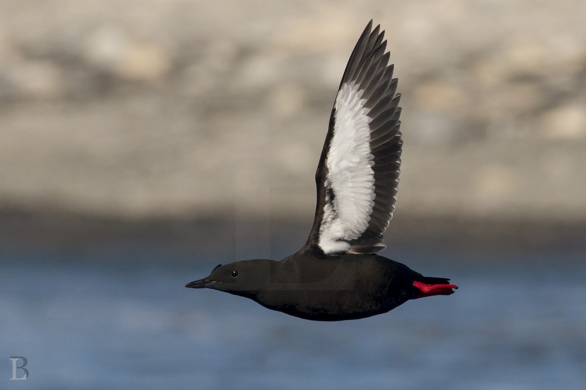 Black Guillemot - Lucas Berrigan