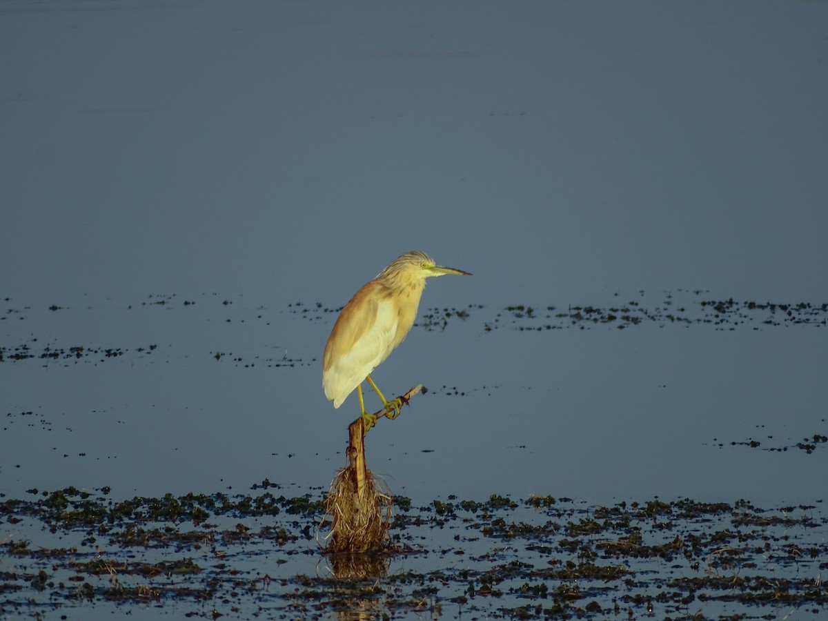 Squacco Heron - ML605223571