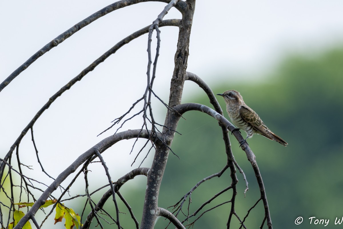 Horsfield's Bronze-Cuckoo - ML605224131