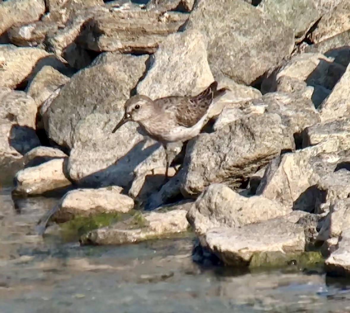 White-rumped Sandpiper - ML605225141