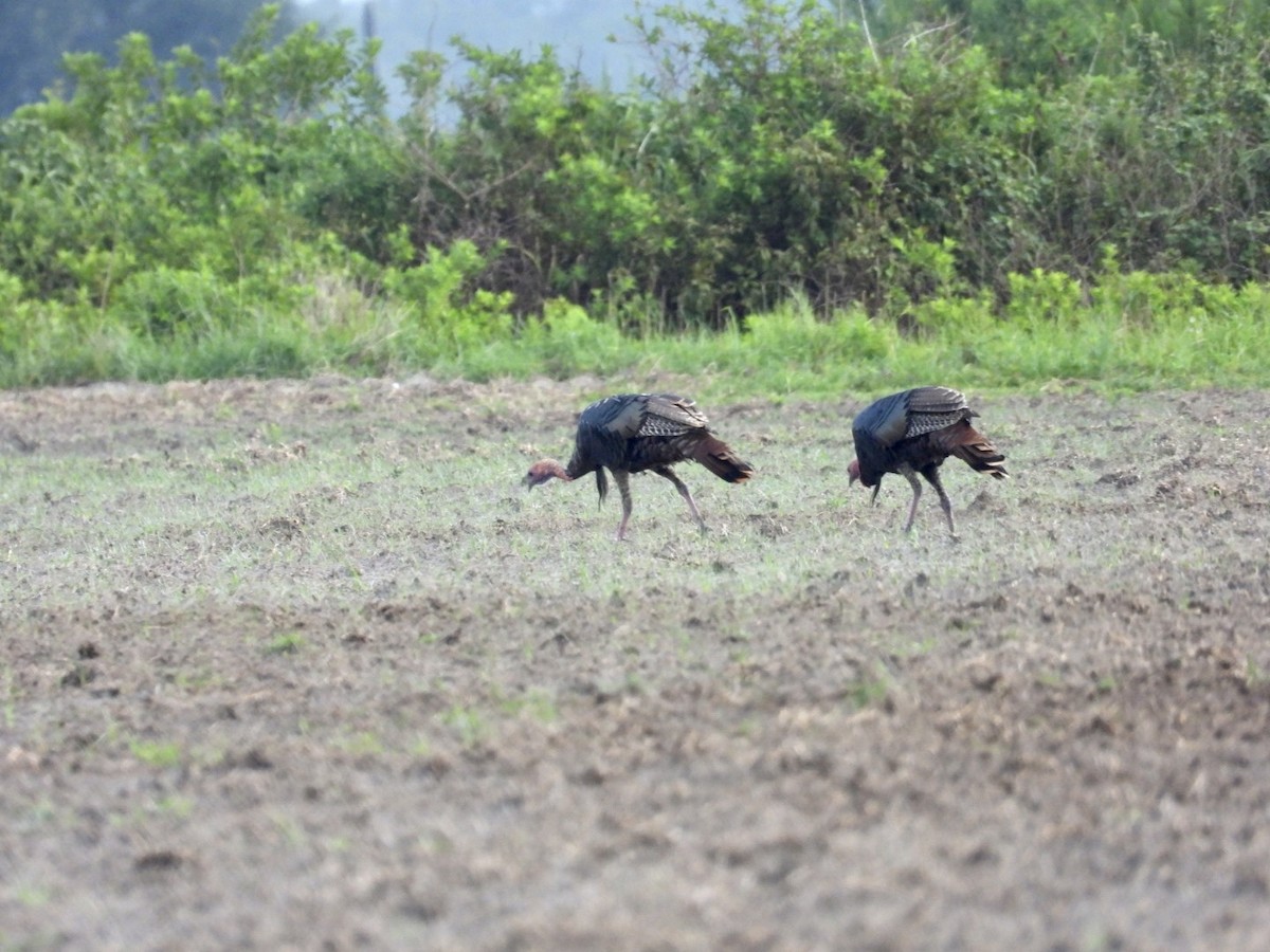 Wild Turkey - ML605225181