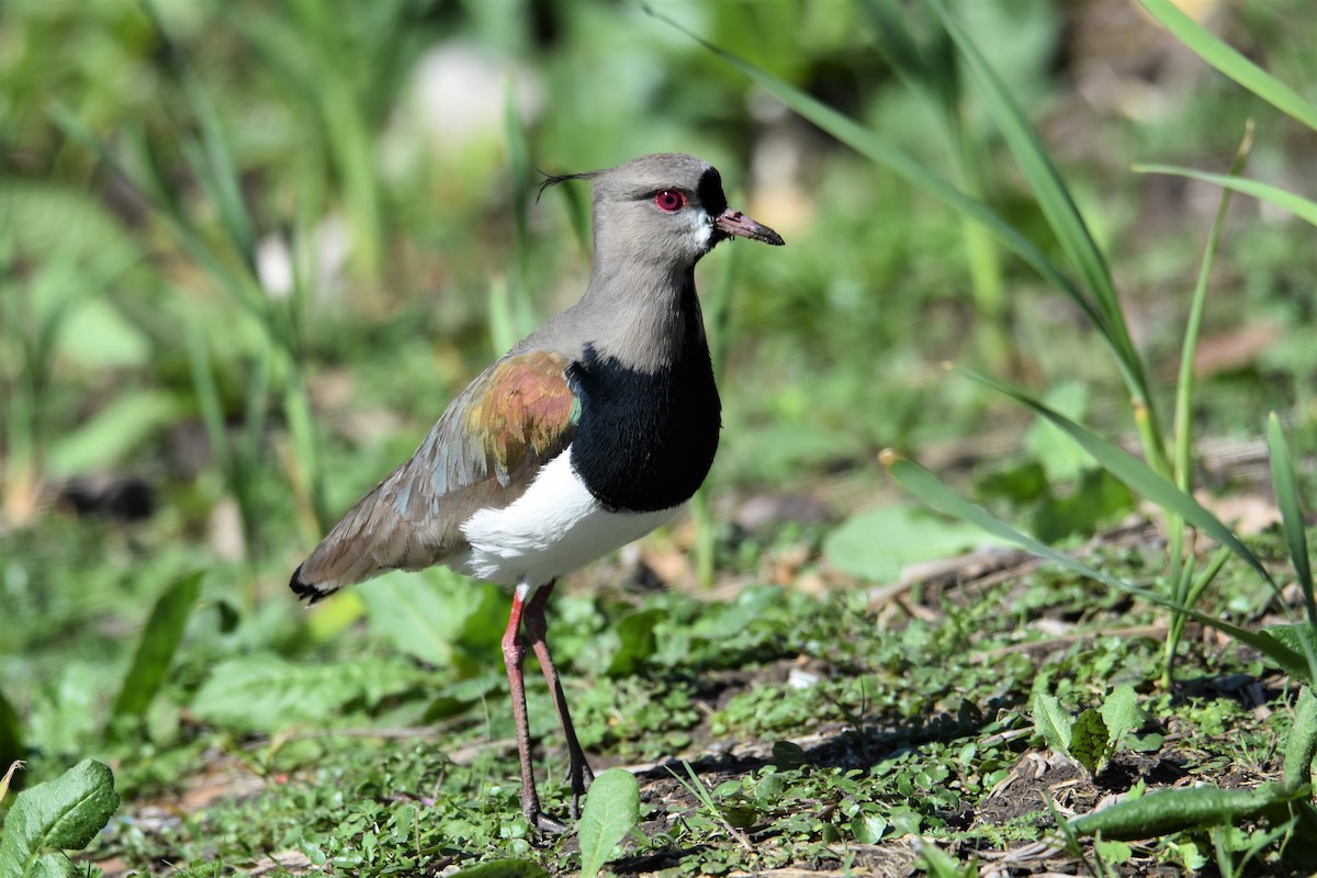 Southern Lapwing - Victor Leber