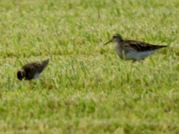 Pectoral Sandpiper - ML605225211