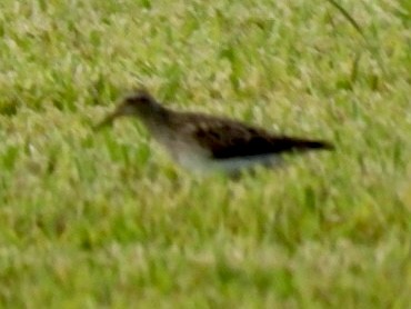 Pectoral Sandpiper - ML605225221