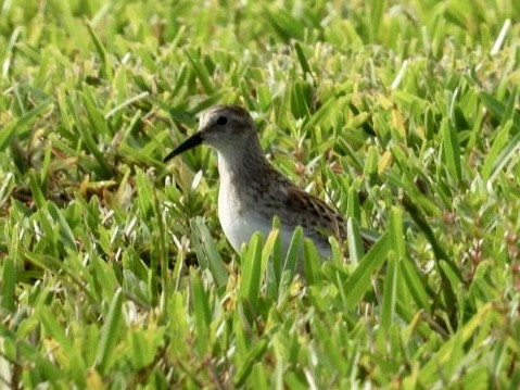 Least Sandpiper - Elizabeth Stakenborg