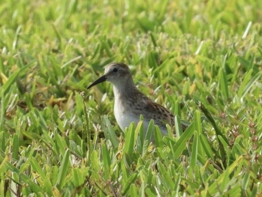 Least Sandpiper - Elizabeth Stakenborg