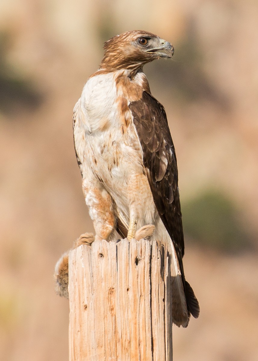 Red-tailed Hawk - Patrick Van Thull