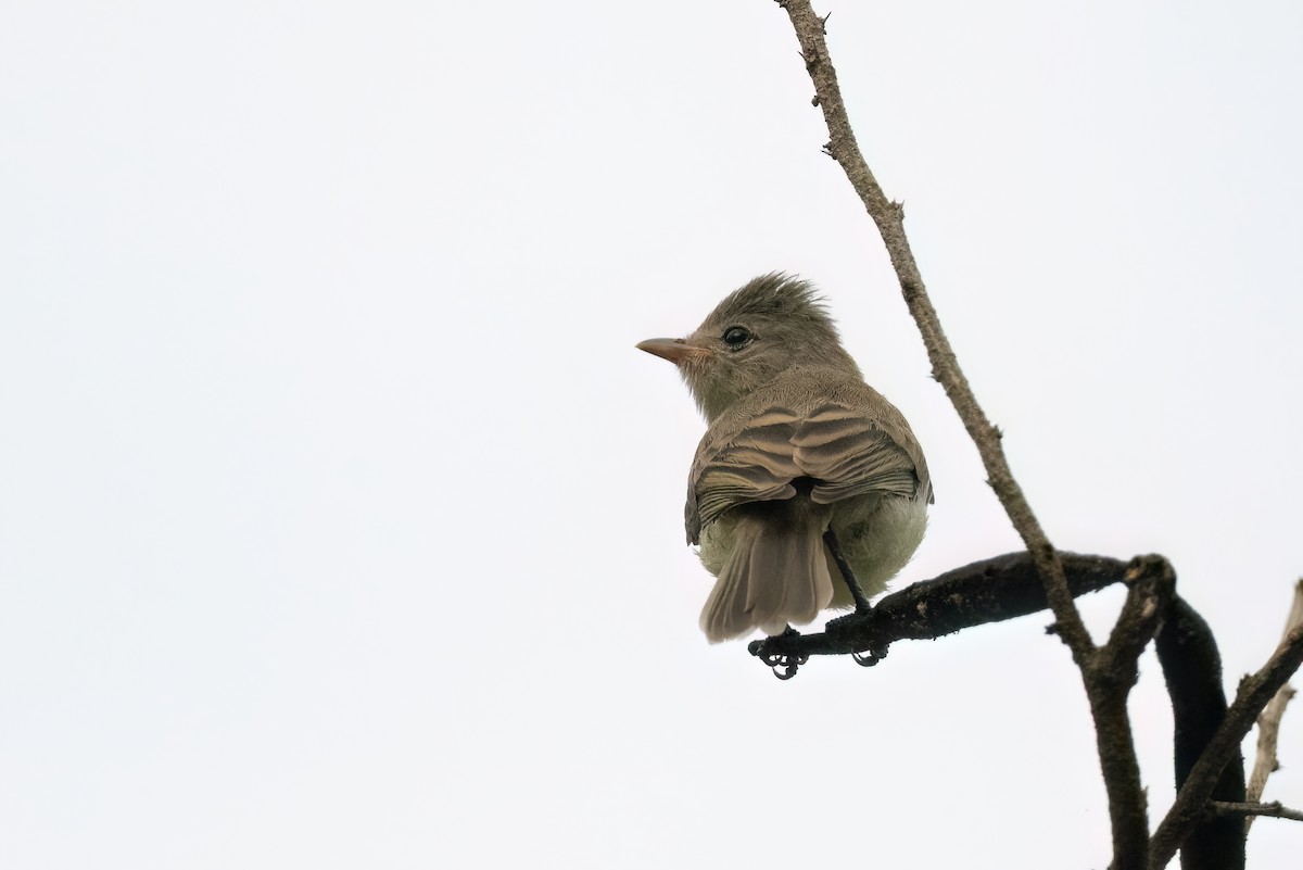 Northern Beardless-Tyrannulet - ML605225721