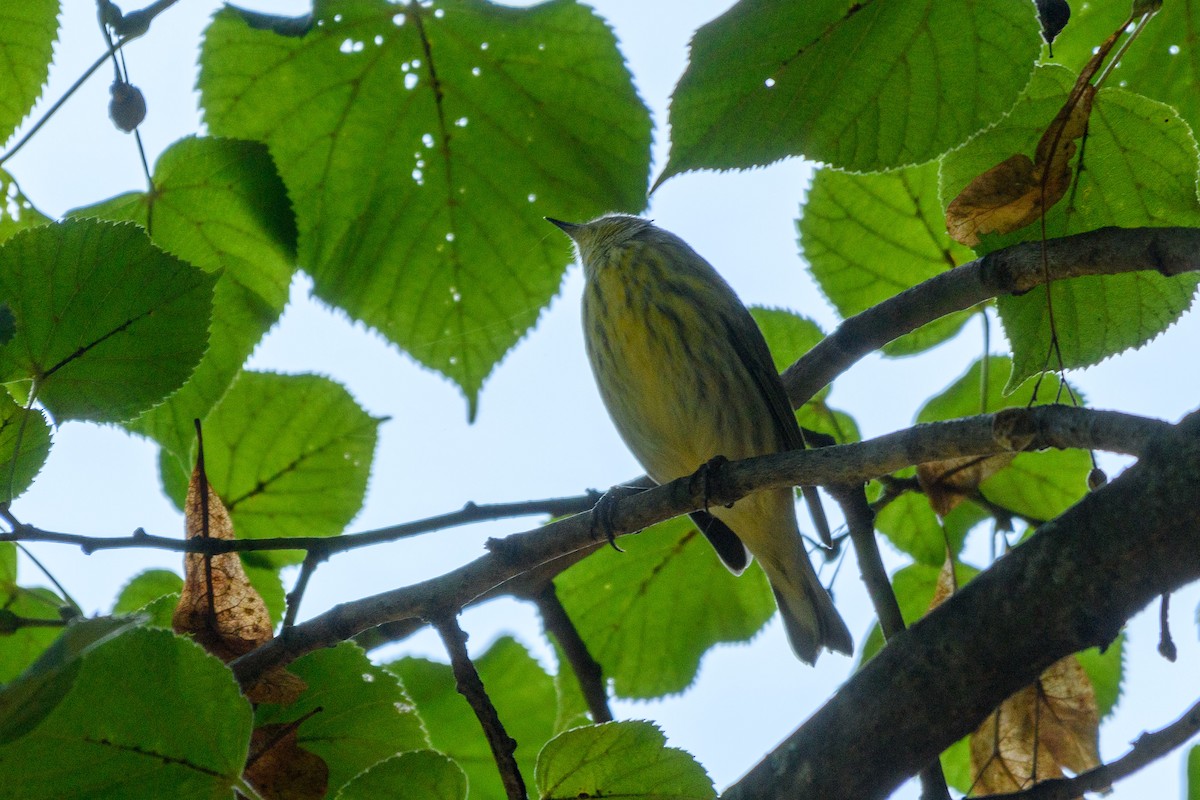 Cape May Warbler - Christopher T