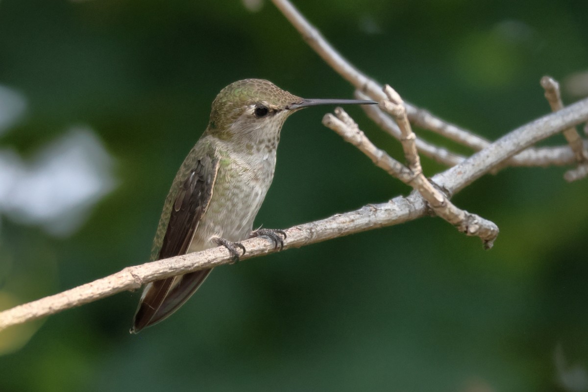 Anna's Hummingbird - ML605226131