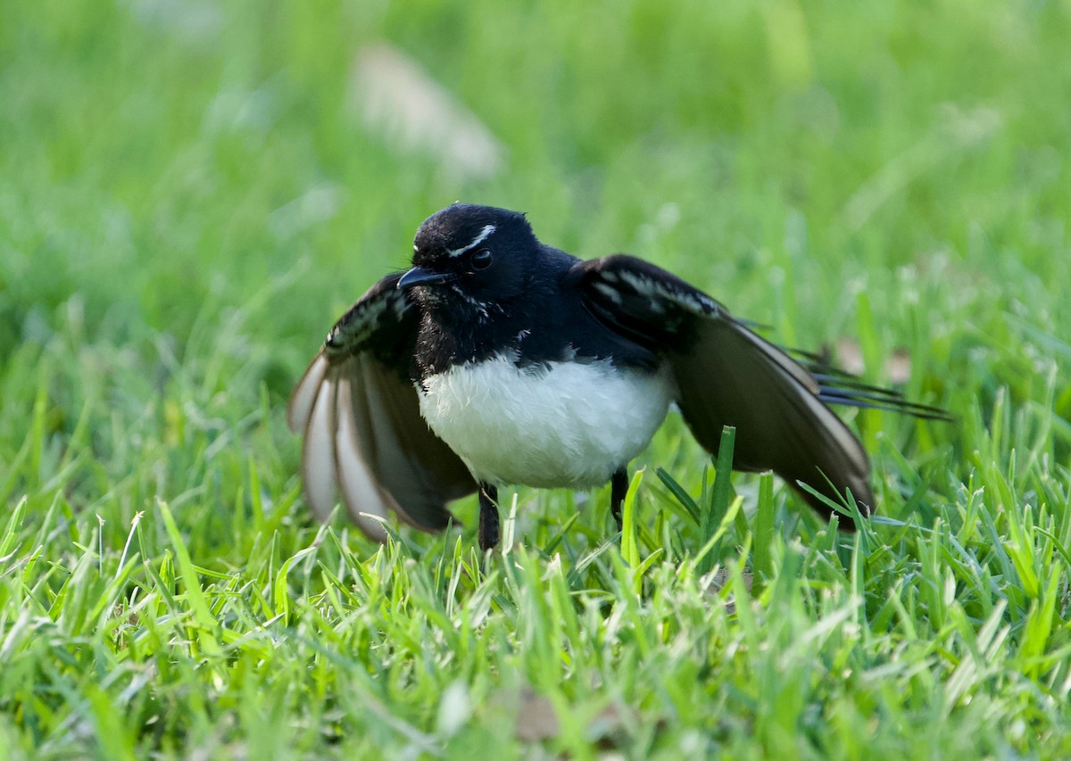 Willie-wagtail - ML605226261