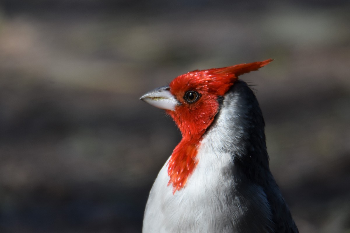 Red-crested Cardinal - ML605226341