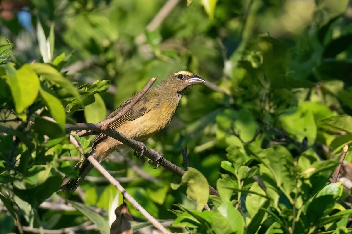 Cinnamon-bellied Saltator - ML605226471