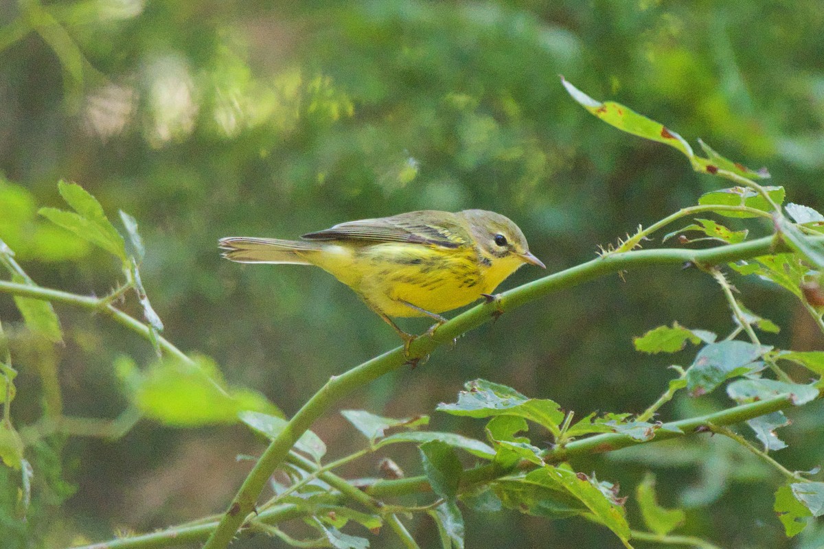 Prairie Warbler - ML605226621