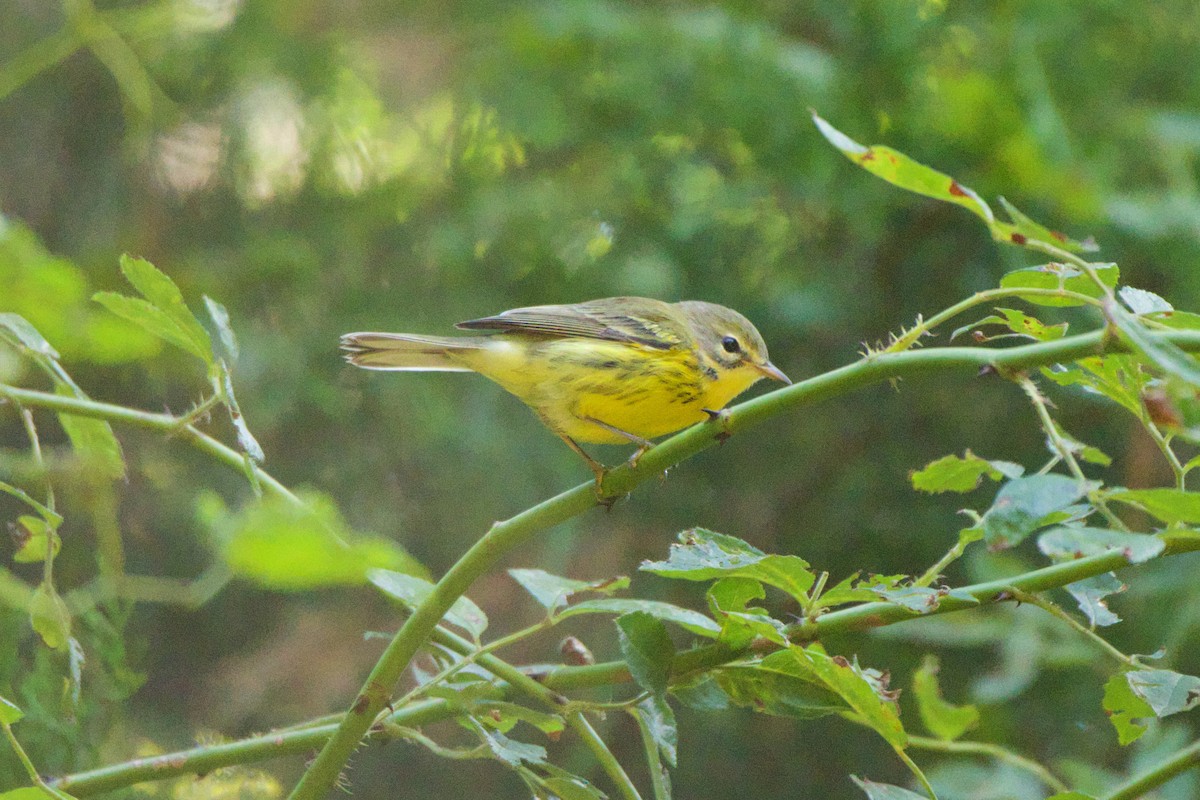 Prairie Warbler - ML605226631