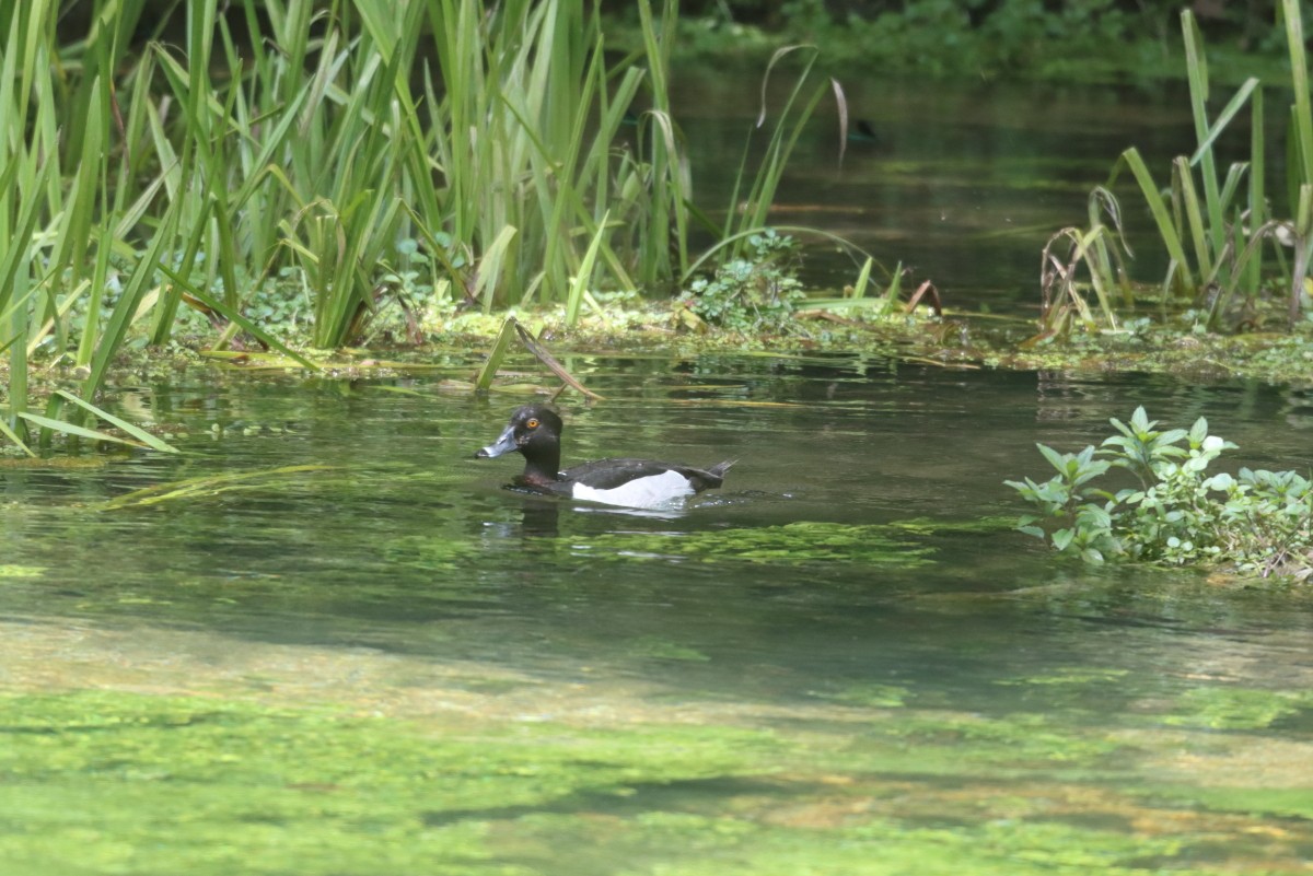 Ring-necked Duck - ML605228181