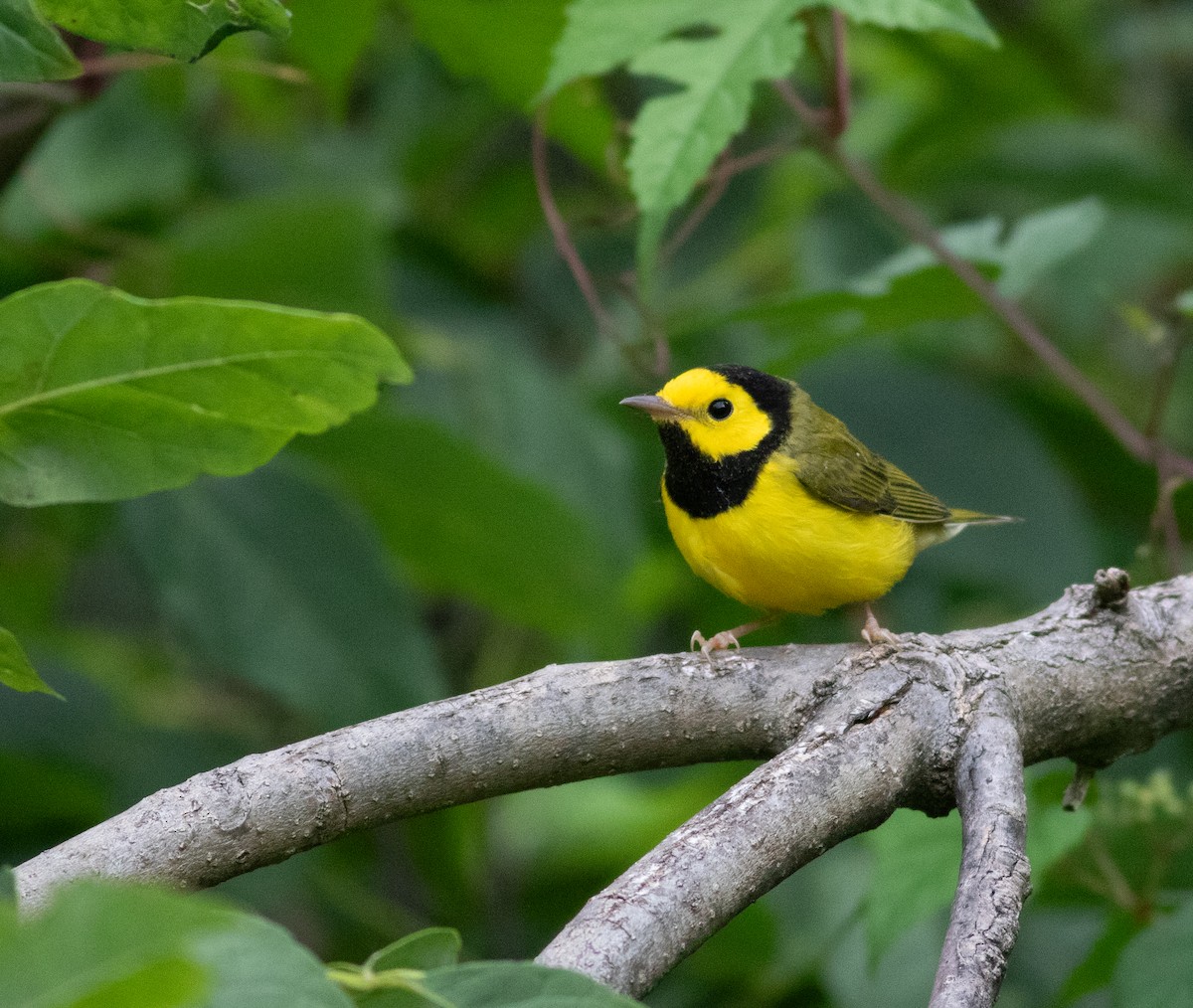 Hooded Warbler - ML605229311