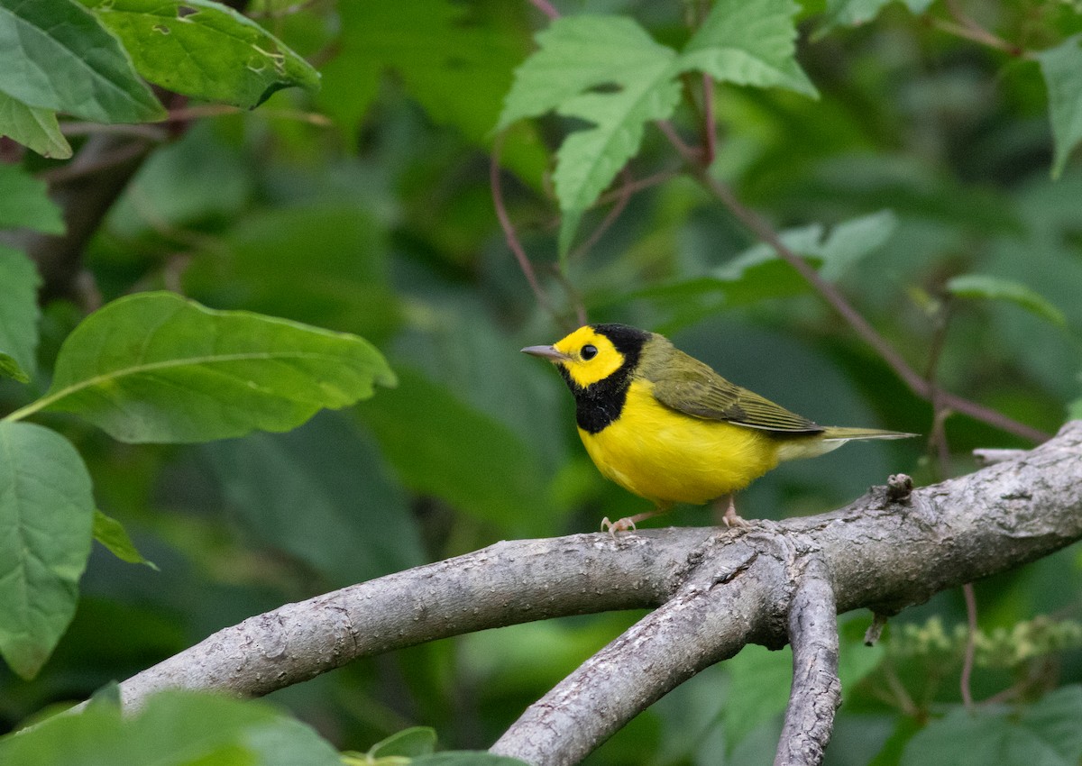 Hooded Warbler - ML605229341