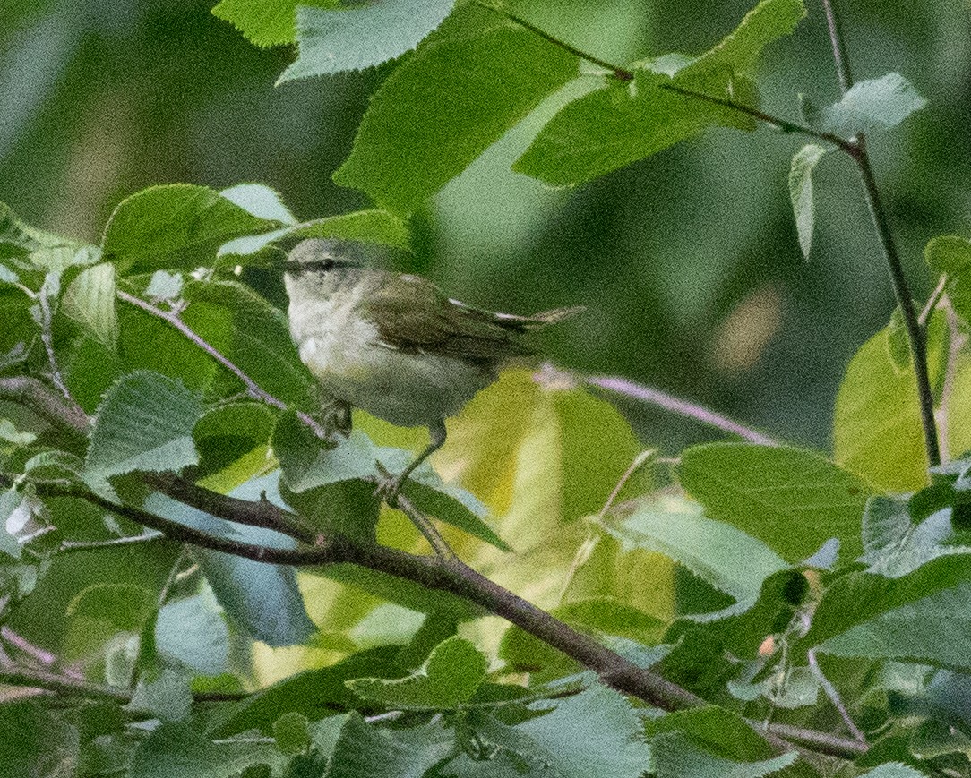 Tennessee Warbler - Kyle Bardwell