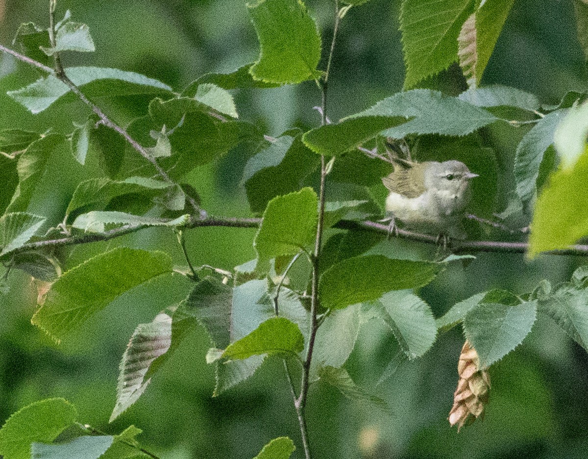 Tennessee Warbler - Kyle Bardwell