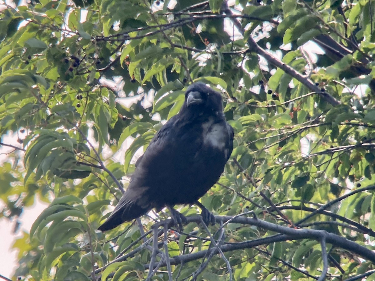 Common Raven - ML605229751