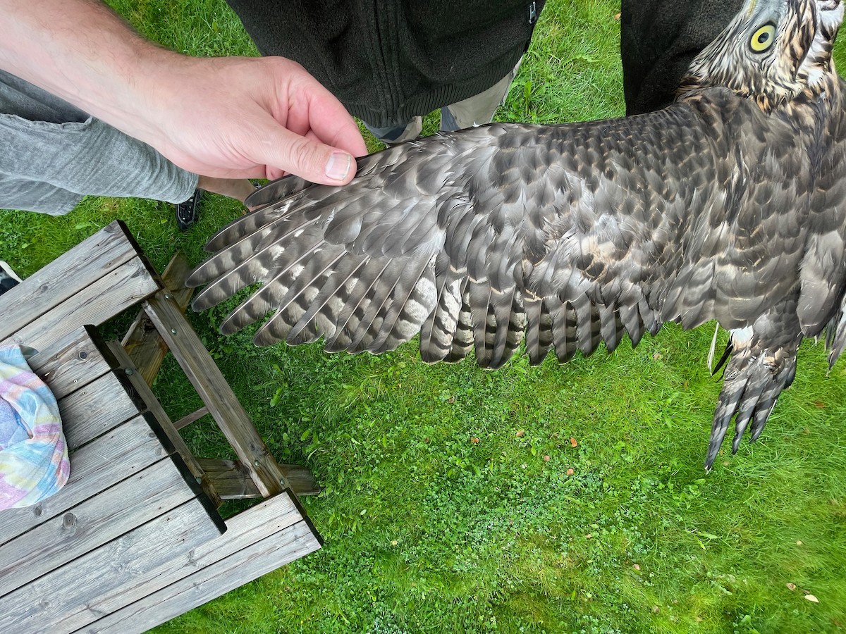 Eurasian Goshawk - ML605230131