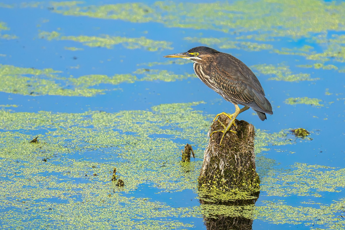 Green Heron - ML605230151