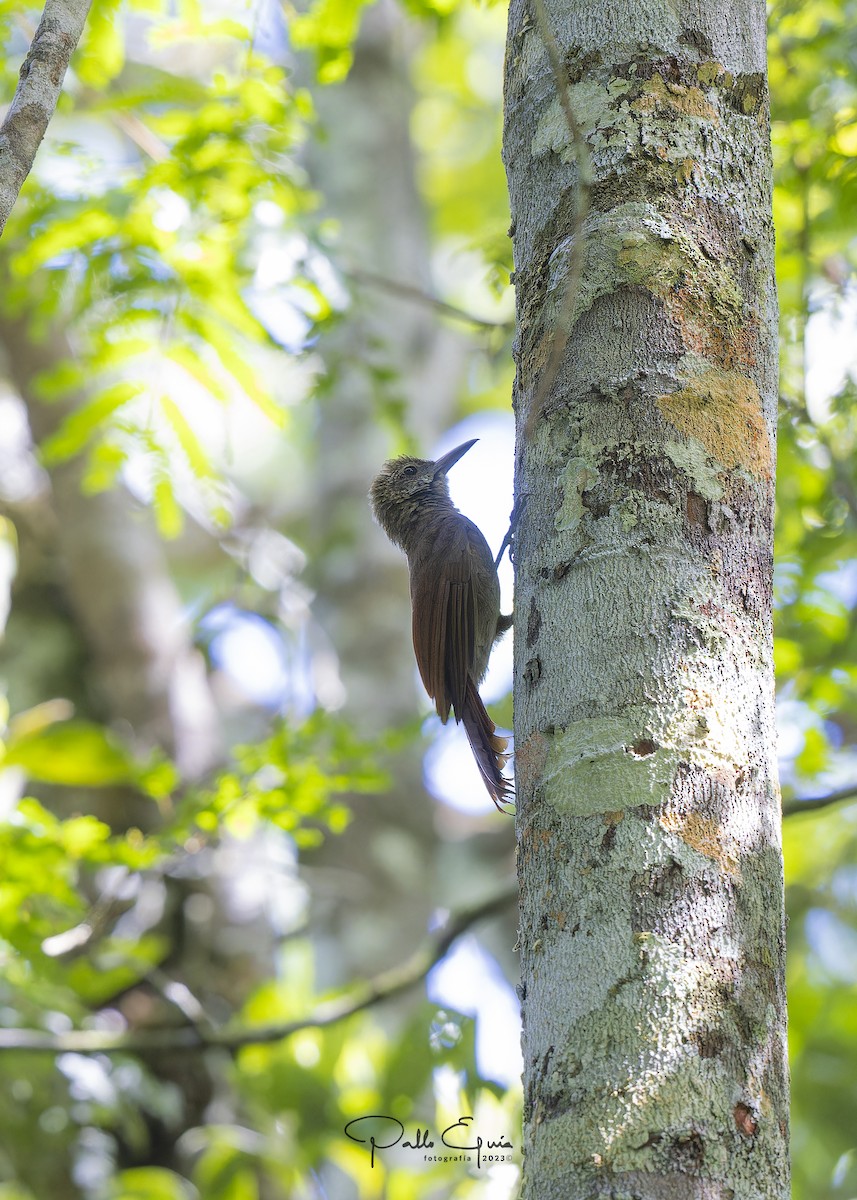 Amazonian Barred-Woodcreeper - ML605230261