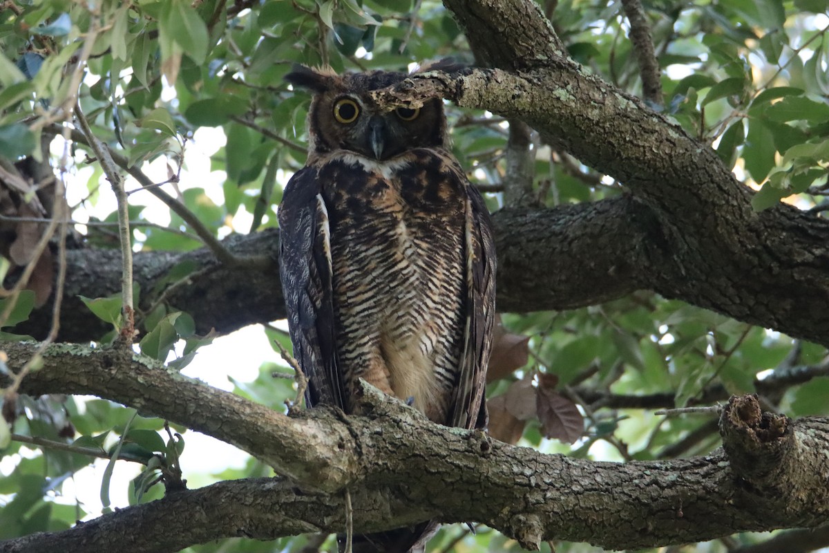 Great Horned Owl - ML605230601