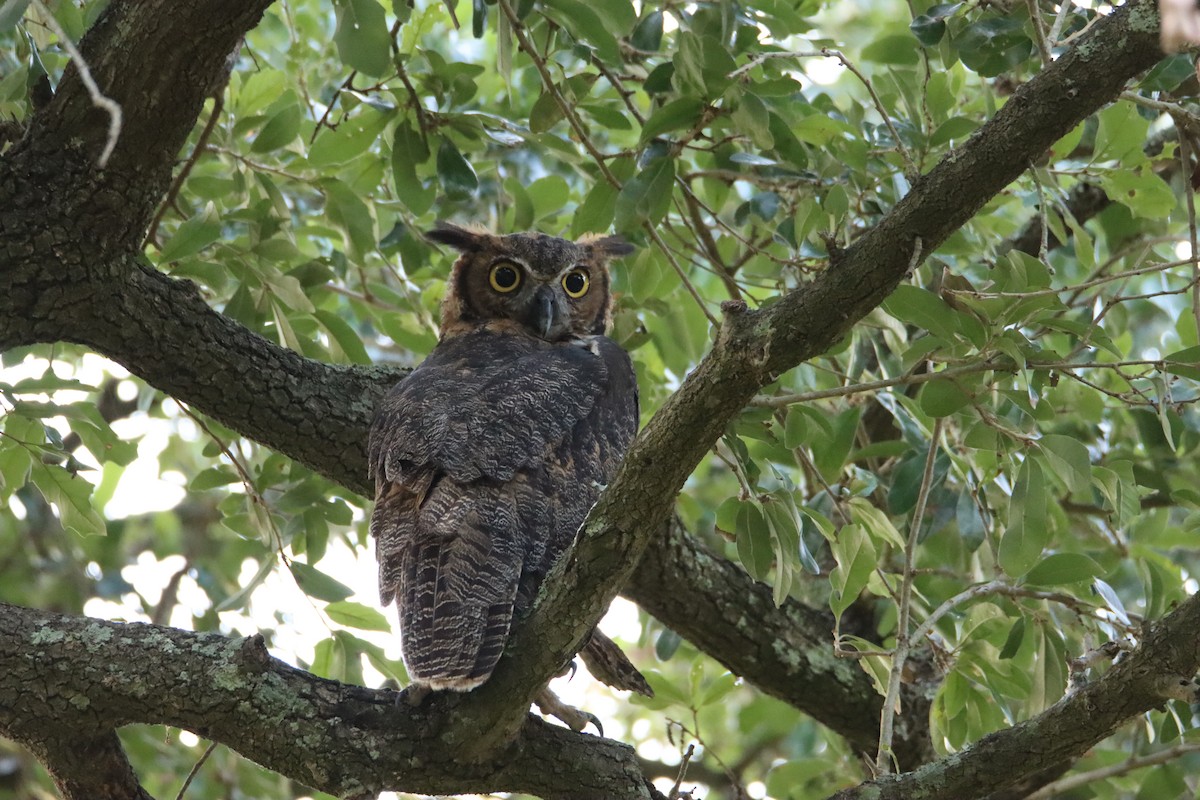 Great Horned Owl - ML605230611