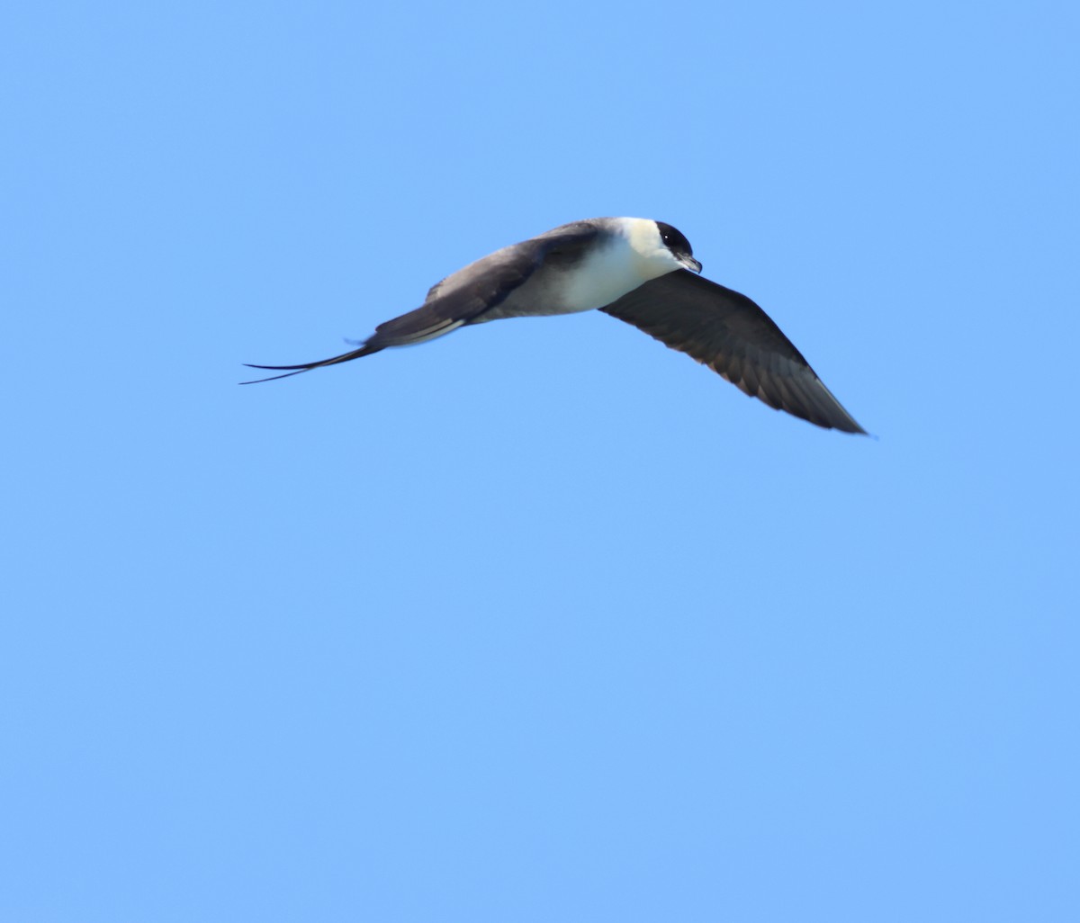 Long-tailed Jaeger - ML605230791