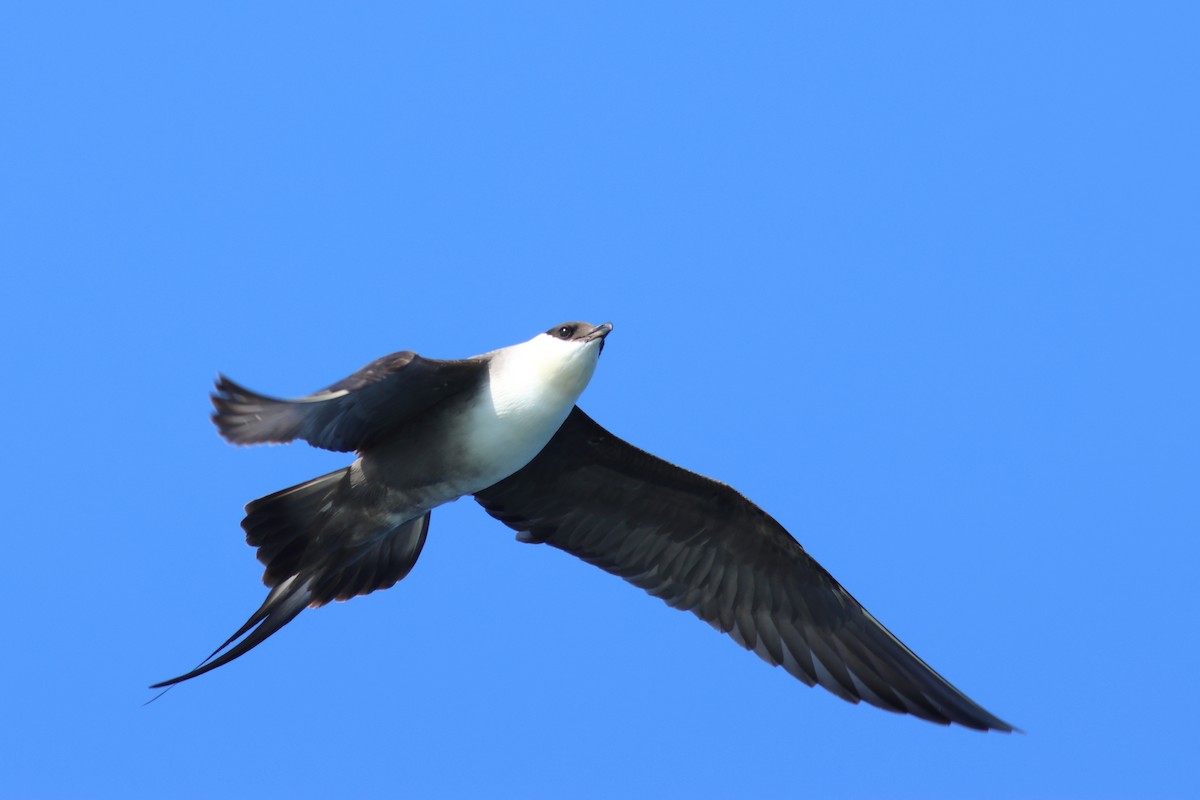 Long-tailed Jaeger - ML605230801