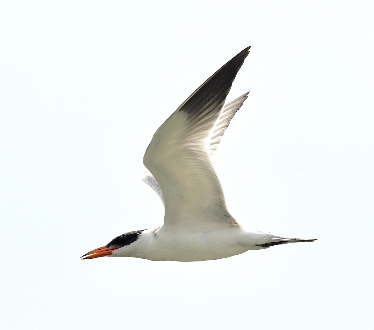 Caspian Tern - ML605230821