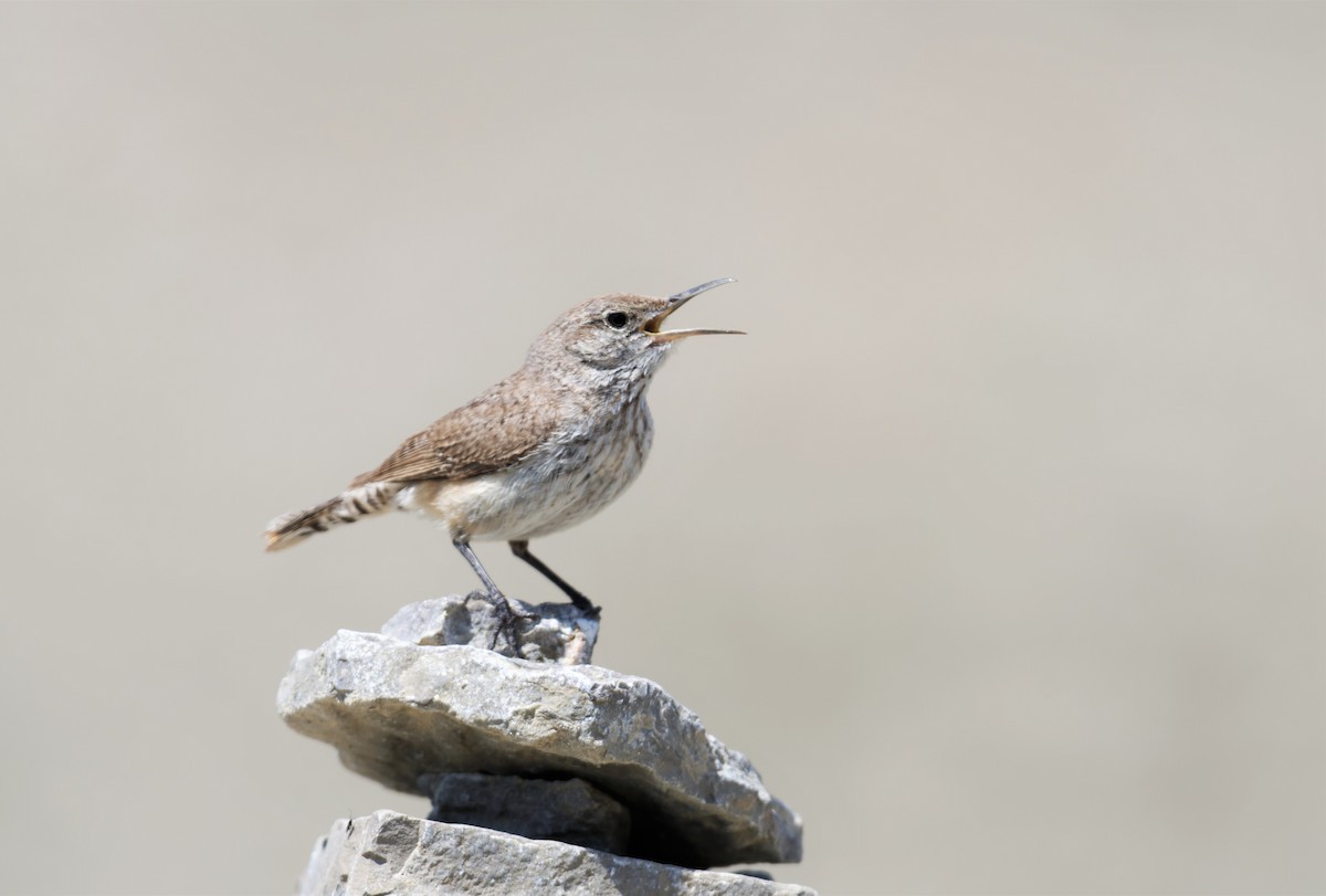 Rock Wren - Braydon Luikart