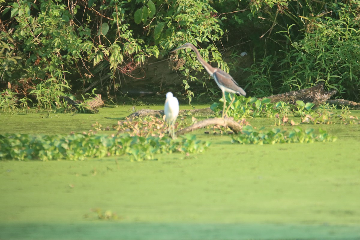 Tricolored Heron - ML605231421