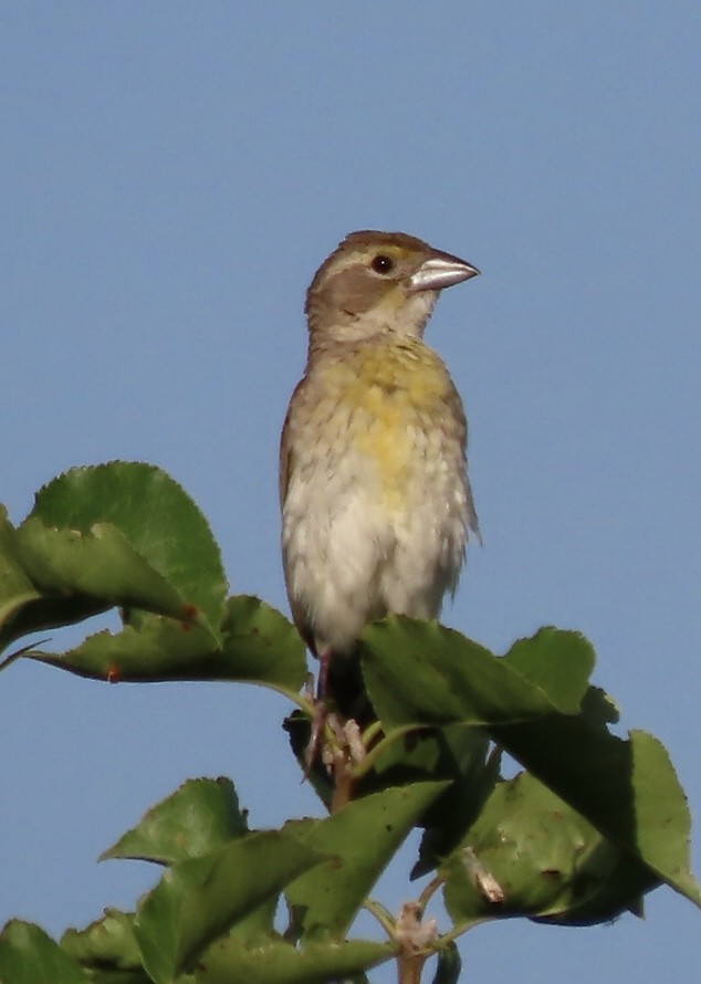 Dickcissel - ML605231841