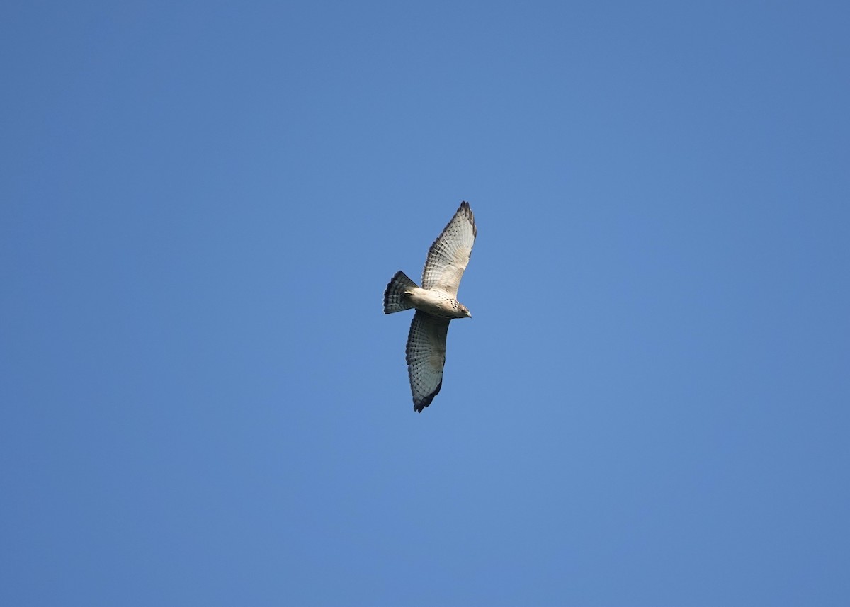 Broad-winged Hawk - ML605232481