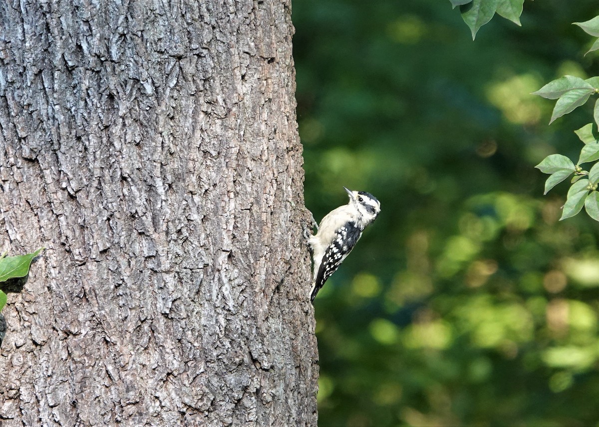 Downy Woodpecker - ML605232551