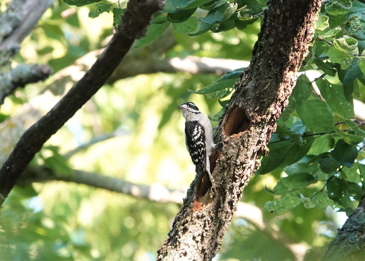 Hairy Woodpecker - ML605232631