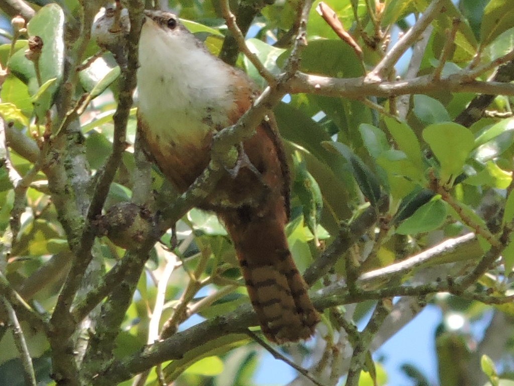 Canyon Wren - ML60523271