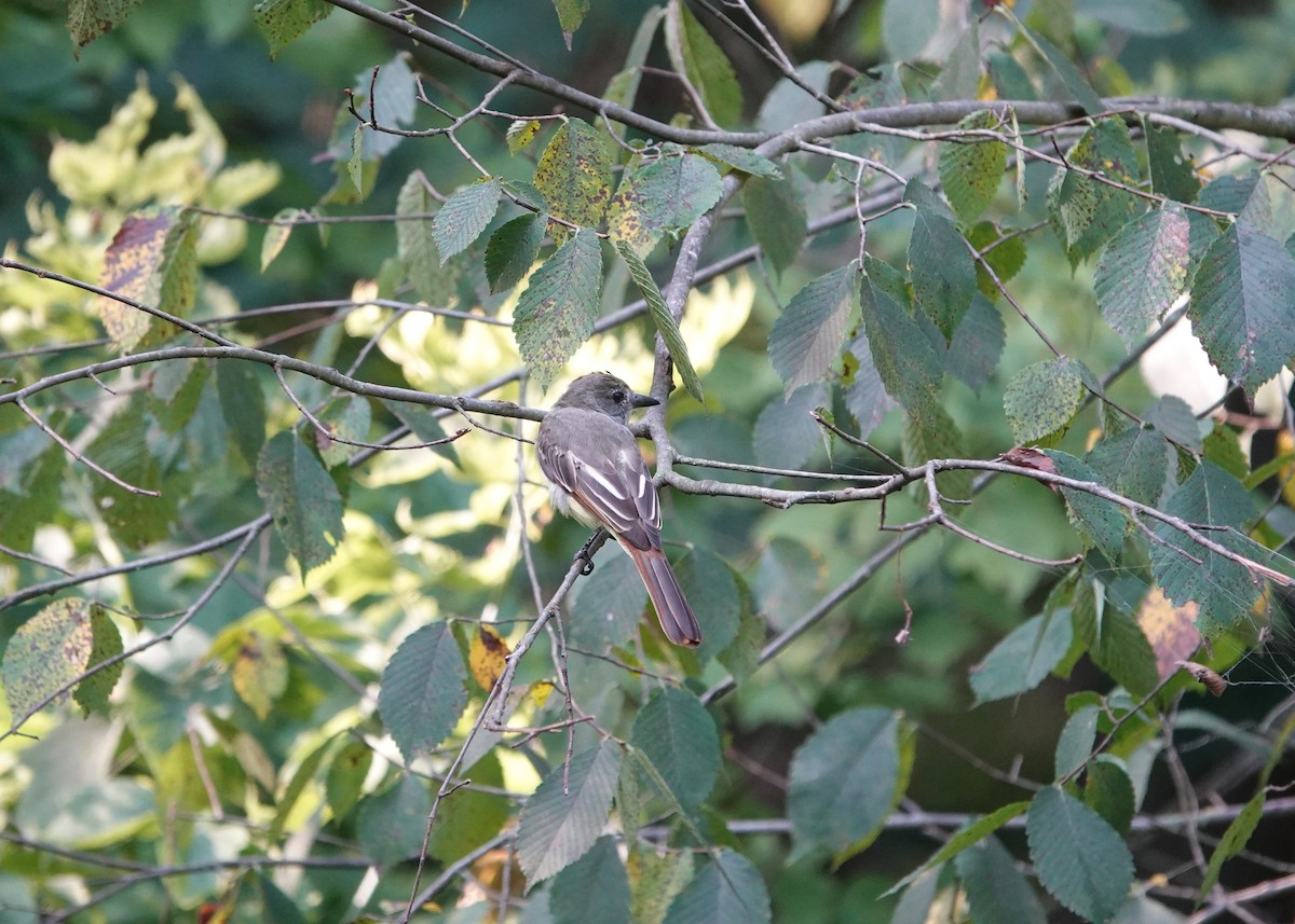 Great Crested Flycatcher - ML605232751