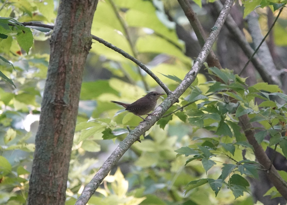 Northern House Wren - ML605232901