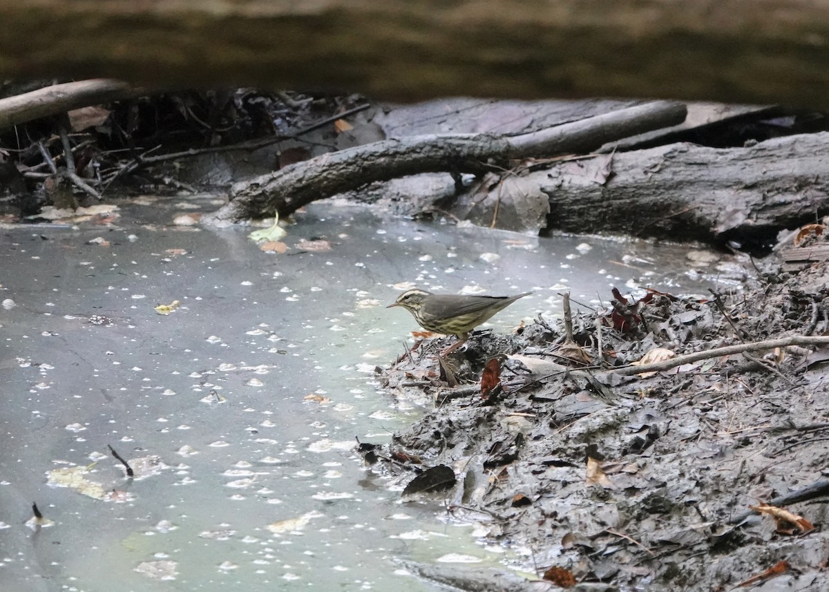 Northern Waterthrush - ML605233171