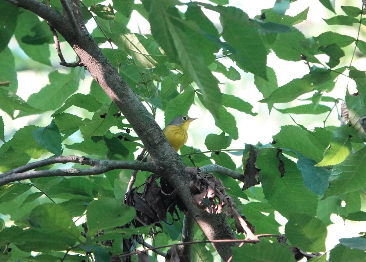 Canada Warbler - ML605233261