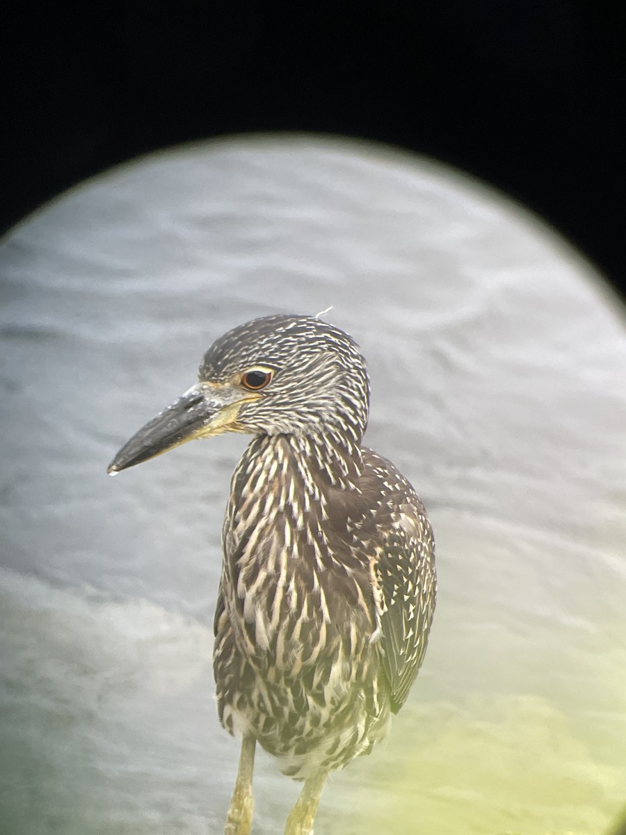 Yellow-crowned Night Heron - ML605233391