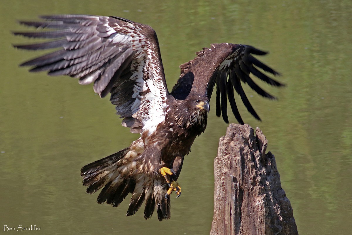 Weißkopf-Seeadler - ML605234411