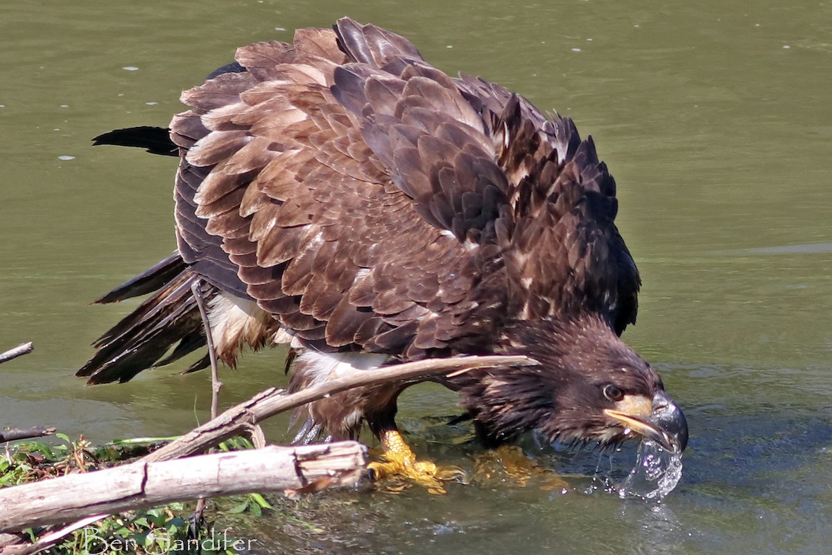 Bald Eagle - ML605234431