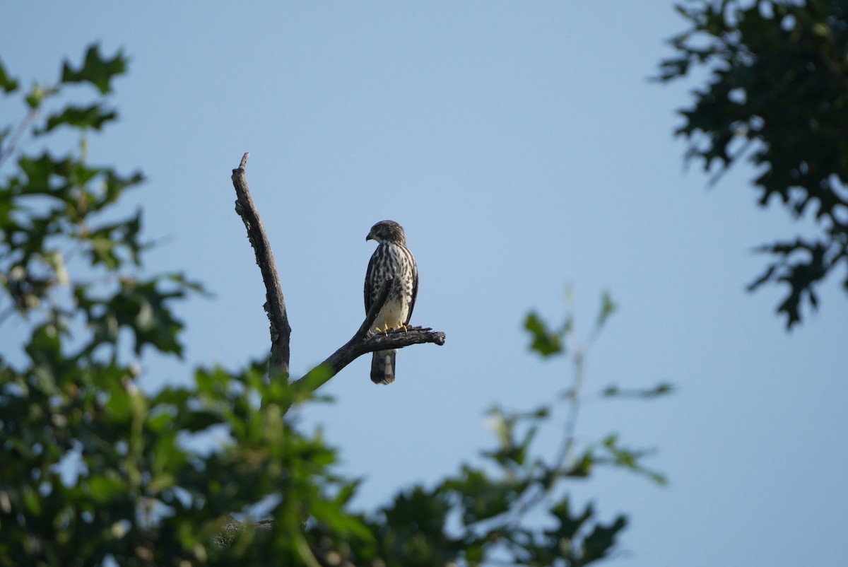 hawk sp. - David Meadows